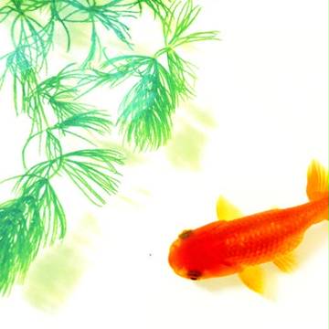 蘭