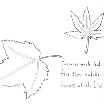 Drawing Mapleleaves