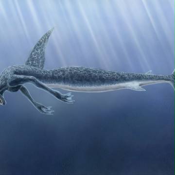 Shark Mermaid
