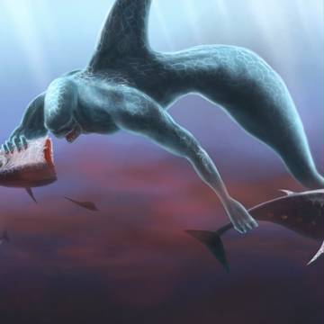 Shark Mermaid