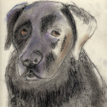 黒い犬 (A Black Dog)