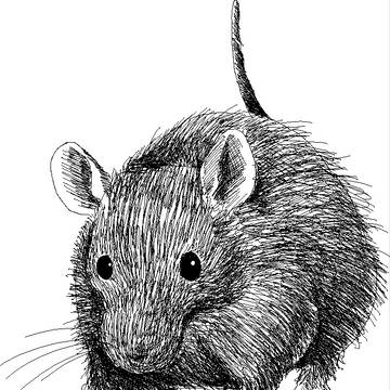 マウス