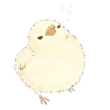 ひよこ