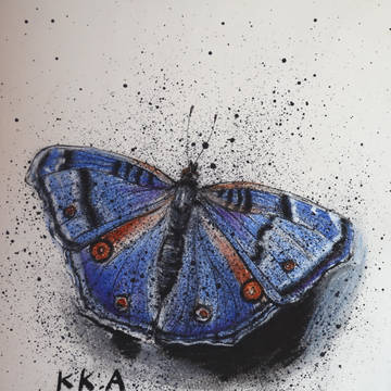 Argentina royal blue butterflies