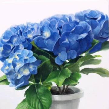紫陽花