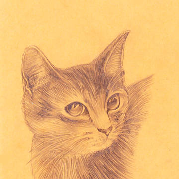 猫♡