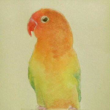 ボタンインコ