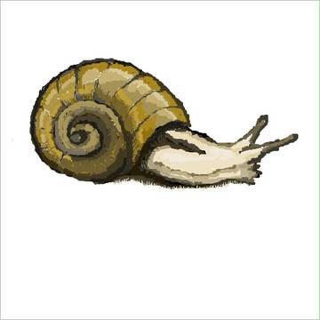 カタツムリ