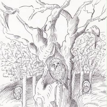 owl