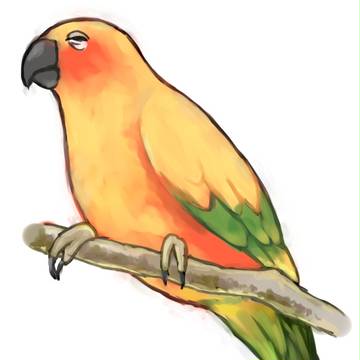 コガネメキシコインコ