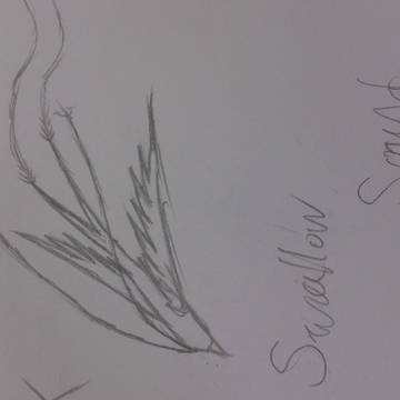 Swallow Sound