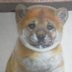 柴犬