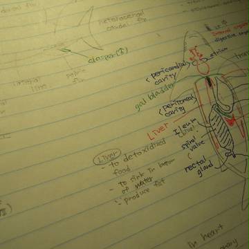 internal organs @shark
