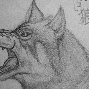 狼