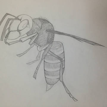 蜂