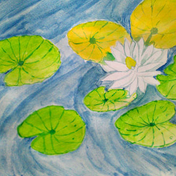 Water Lily