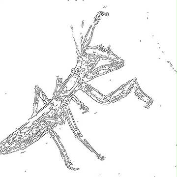 ハラビロカマキリ