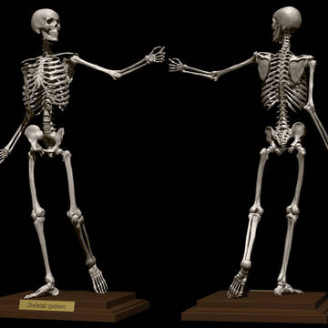 Skeletal system