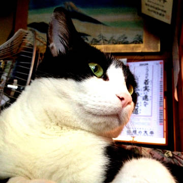 おんねこさま