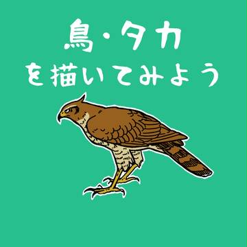 鳥やタカを描いてみよう
