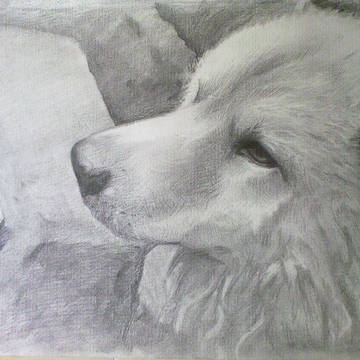 爱犬