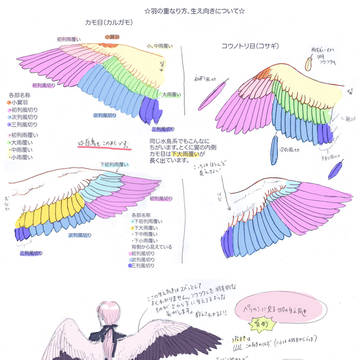 改：鳥の翼のつくり（詳細度up