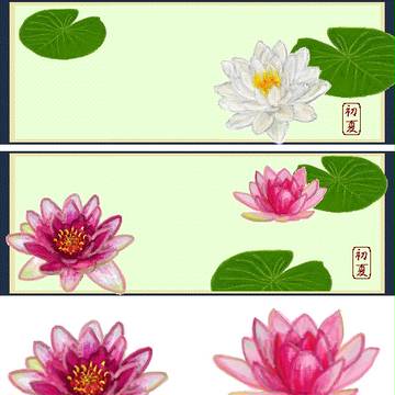 睡蓮 ( すいれん )