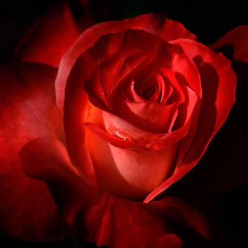 花1