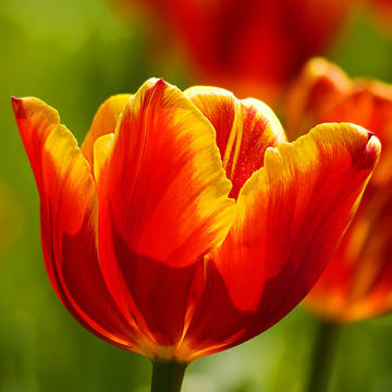 花2