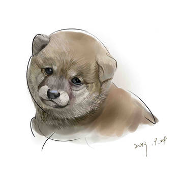 私の　犬