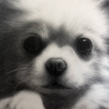 デッサン　犬