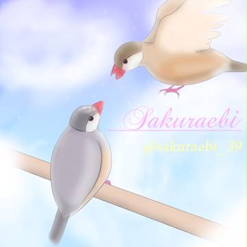 文鳥(*´ω`*)