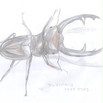 マンディブラリスフタマタクワガタ