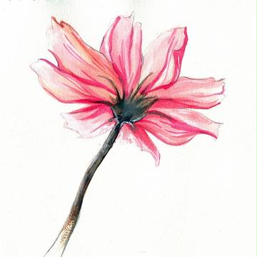 格桑花