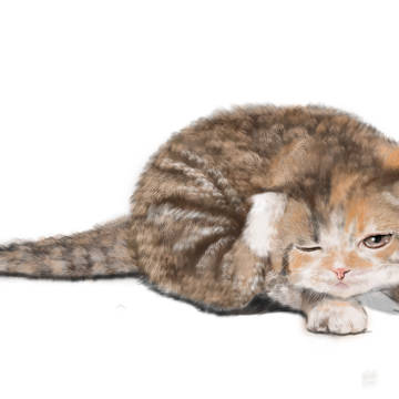 猫