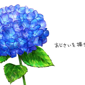 紫陽花を描きたい