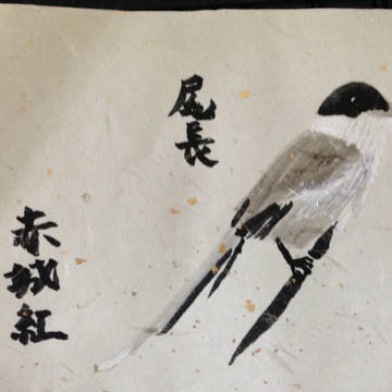尾長