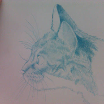 Blue cat!