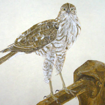 鳥さん