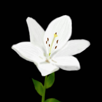 ✽✽✽
