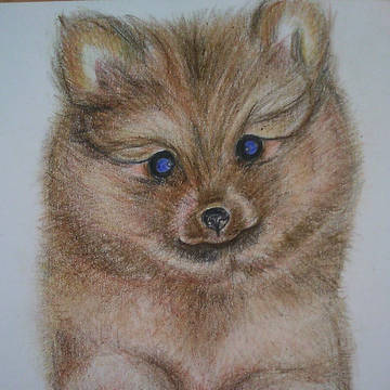 Pomeranian