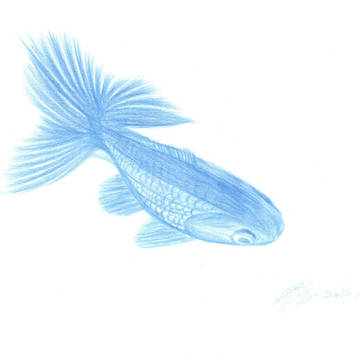 魚