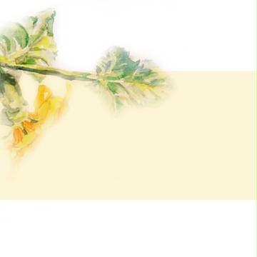 南瓜花