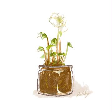 Plant