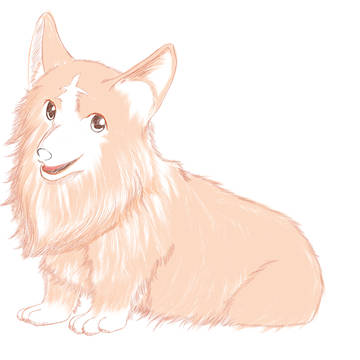 Welsh Corgi