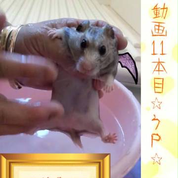☆ハムスター動画11本目です☆