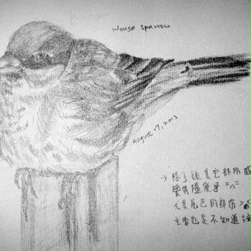 birds