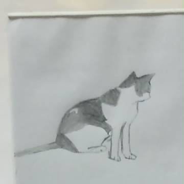 猫