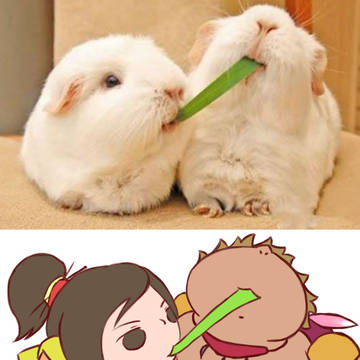 兔子甘凌