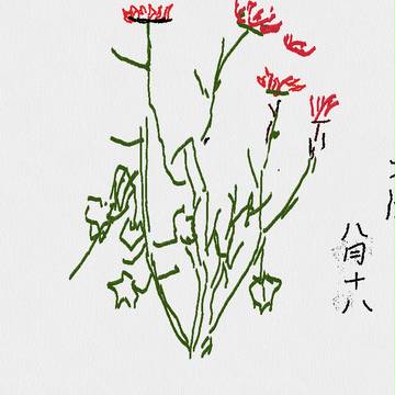 八月十八看红花